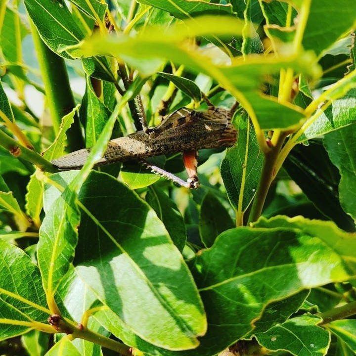 120072096_1819761484830271_4447557917778081958_o.j