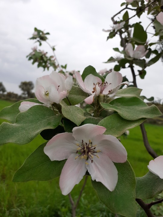 Flor Marmeleiro III. Foto Original. 2021. 04. jpg