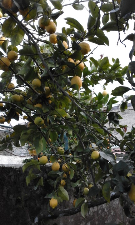 Foto Original Limoeiro 2020. 01. jpg