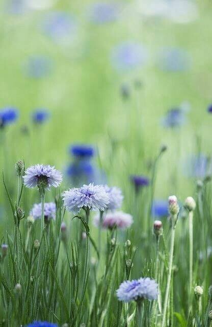 Orar não é pedir.jpg