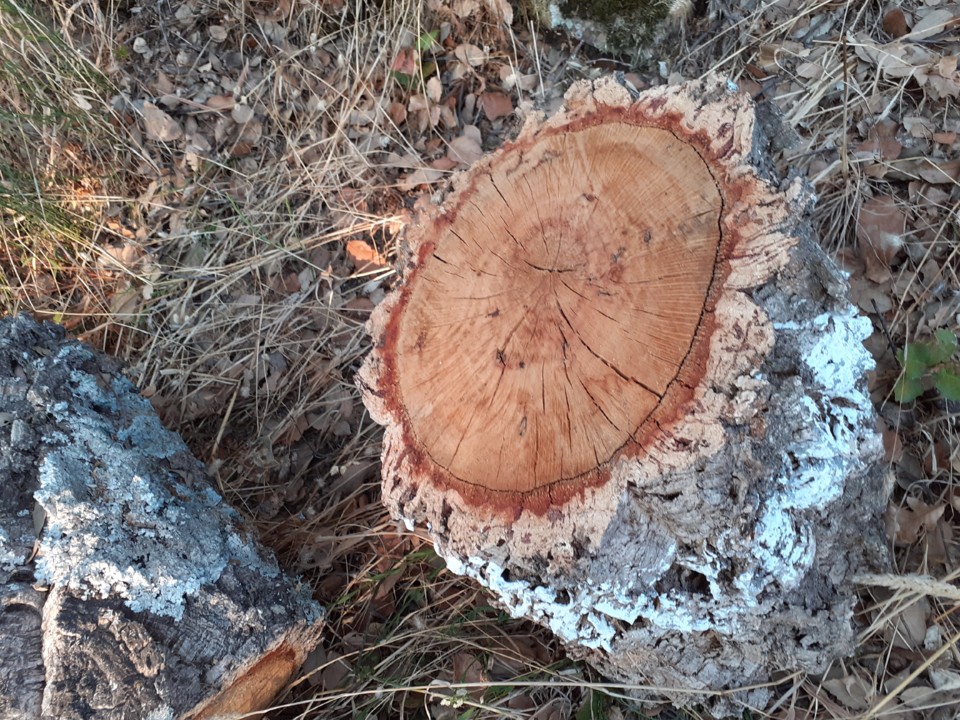 Tronco Sobreiro. Foto Original. 2021.08.02.jpg