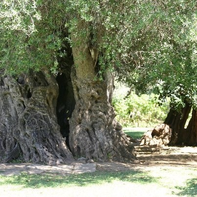 Oliveira milenar.jpg Oliveira milenar.jpg