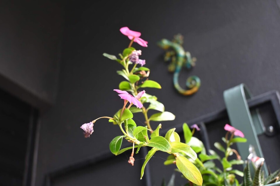 Não me canso disto flores.JPG