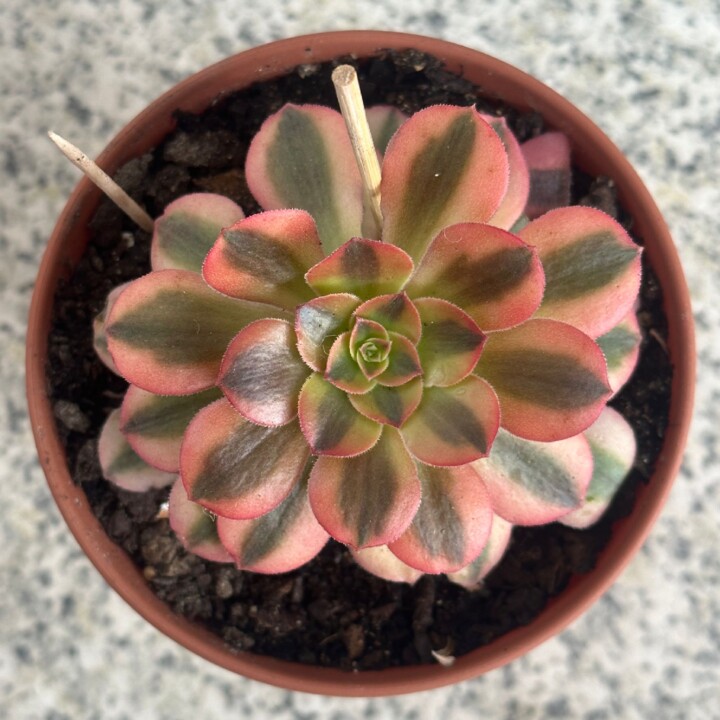 aeonium-loki.jpg