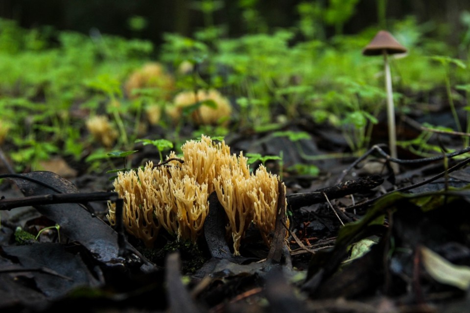 ramaria sp 6.jpg