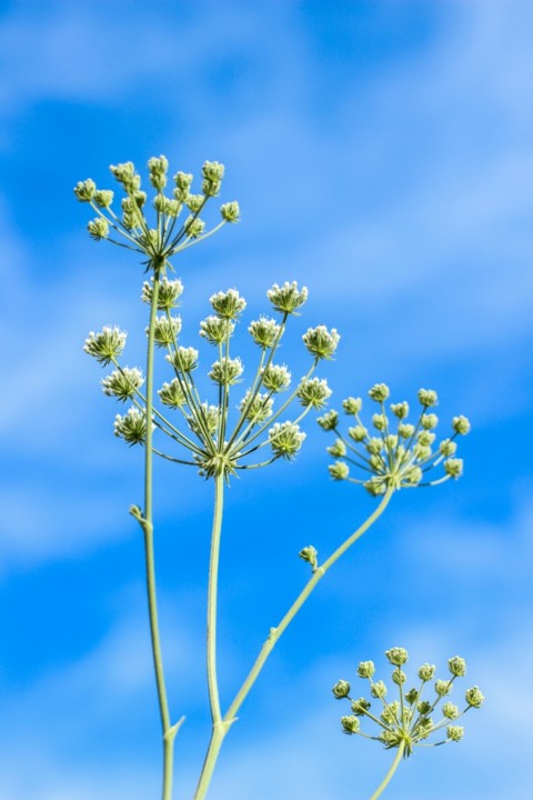 azul 3 (683x1024).jpg azul 3 (683x1024).jpg