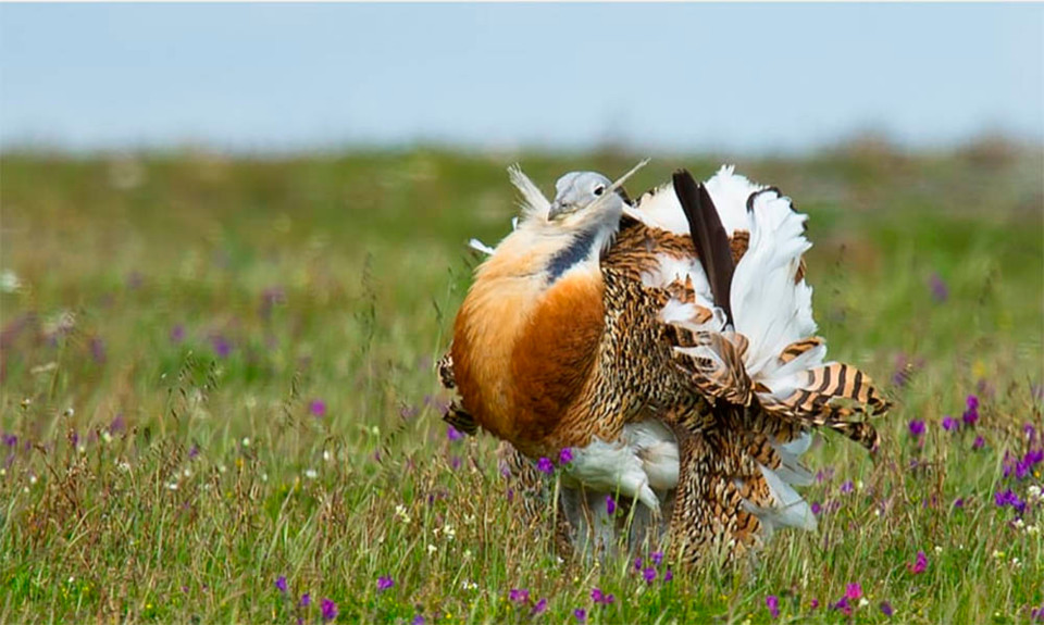 aves-do-sul-de-portugal_abetarda.jpg aves-do-sul-de-portugal_abetarda.jpg