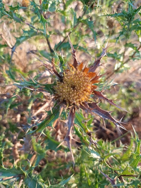 Não me canso disto_flores.jpg