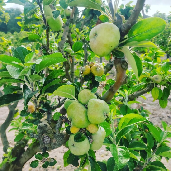 505774900_18483560971066958_6332643066269821426_n.