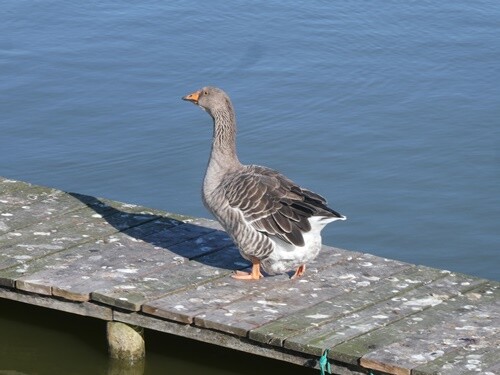 05c_Praia_de_Mira (64).JPG