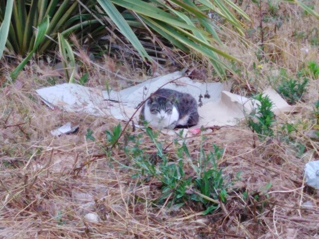 IMG_20200629_085020.jpg IMG_20200629_085020.jpg