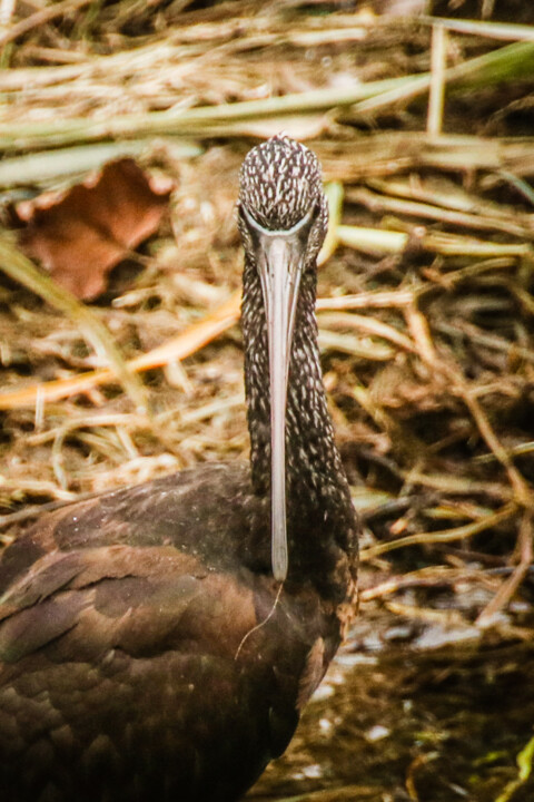 ibis-preta 3.jpg