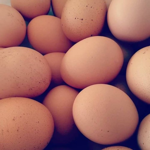 25446243_1010979785708449_9015733361256525738_n.jp