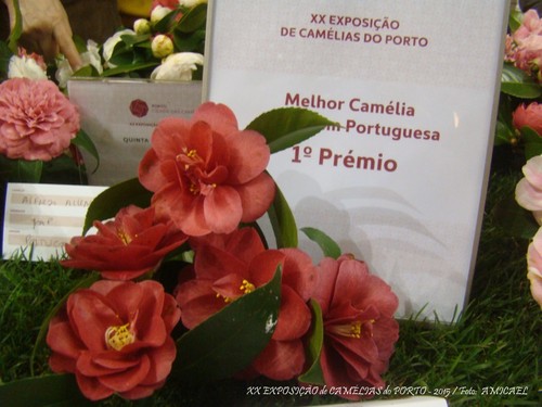 3 - XX Exposição de Camélias do Porto - 2015 - 