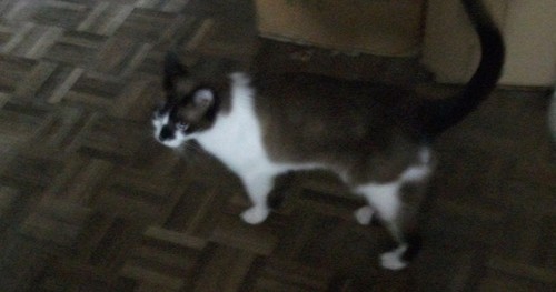 Gatas 03.JPG