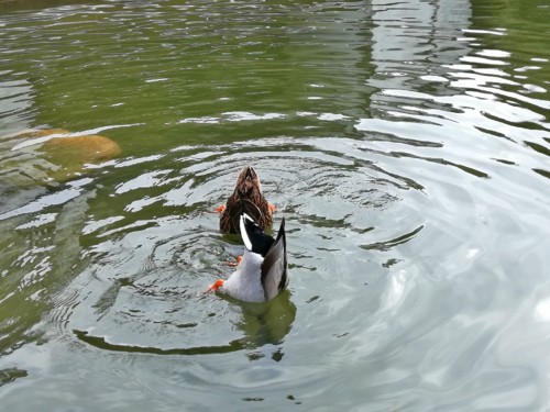 COPYRIGHT O RAPAZ DAS ILHAS COPYRIGHT O RAPAZ DAS ILHAS