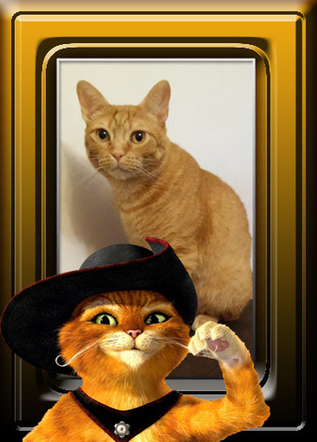 gatoslaranja.jpg gatoslaranja.jpg