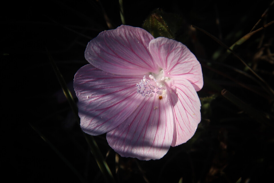 malva hispanica 1.jpg