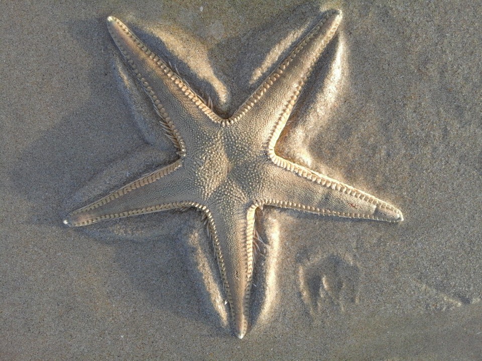 Costa. Estrela do mar. Foto original. 2019. 09.jpg