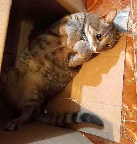 347398522_654674573351020_2437572305388538018_n.jp