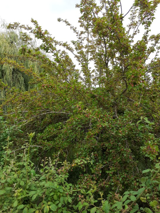 Amoreira Barca D'Alva. Foto Original. 2021.05.22.jpg