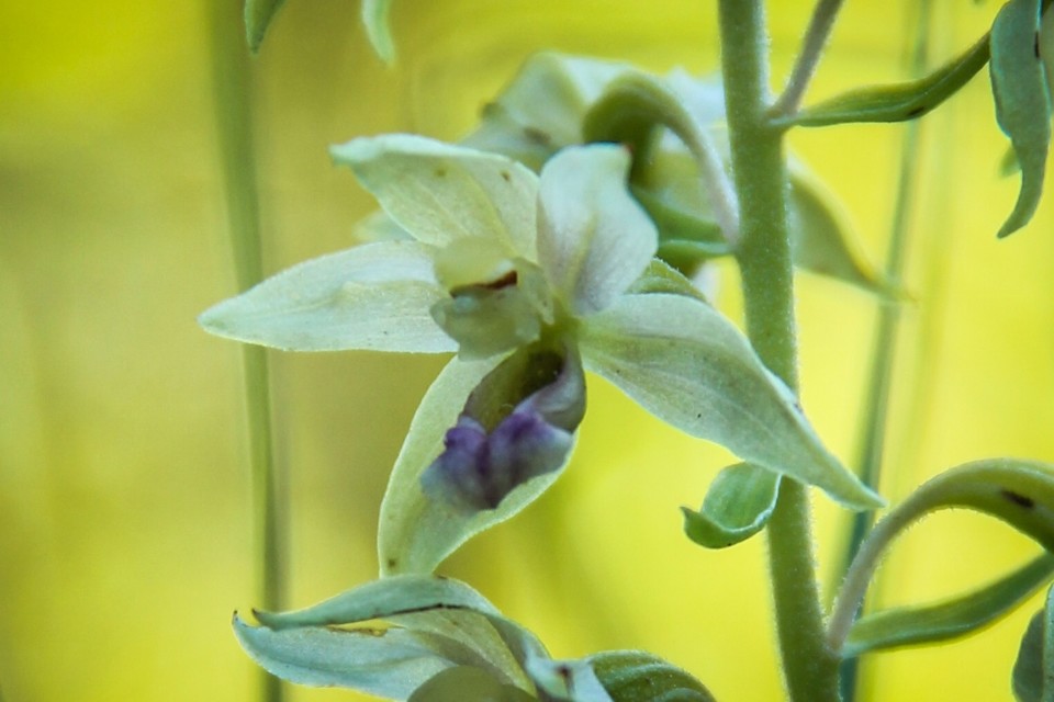 epipactis tremolsii 7.jpg