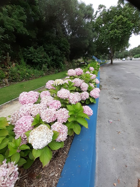 Jardim hortênsias. Foto original. 2021.06.21.jpg