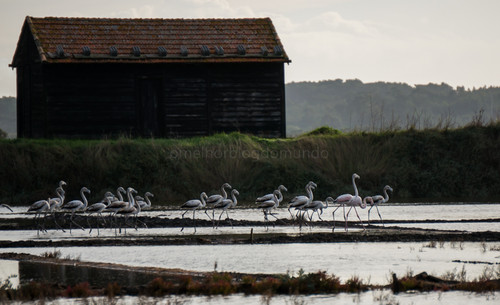 DSC08850.jpg DSC08850.jpg