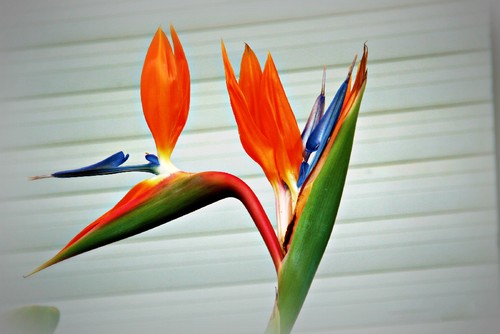 estrelícia.jpg estrelícia.jpg