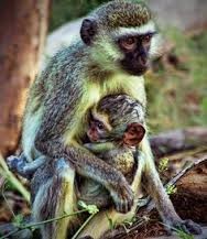 images (9) MÃE MACACOS PINTEREST.jpg