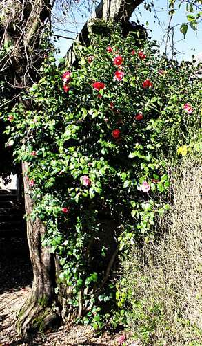 LUIS JARDINEIRO.JPG LUIS JARDINEIRO.JPG