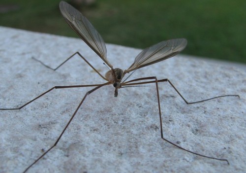 melga1.jpg melga1.jpg