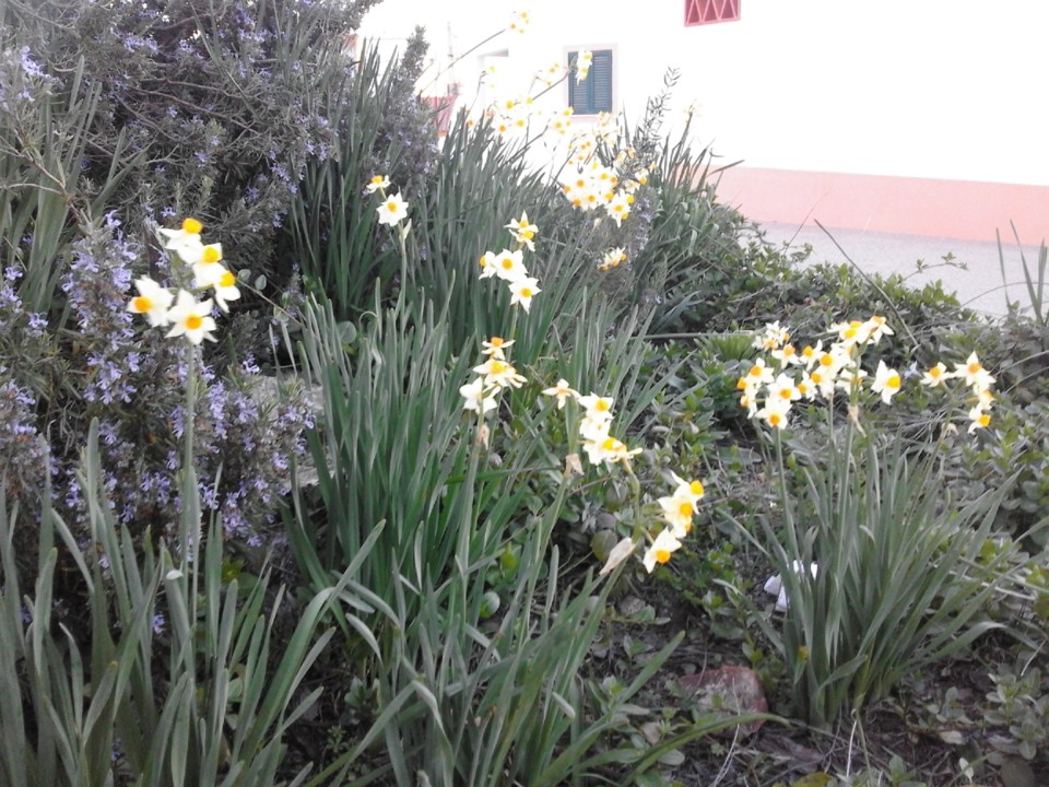 Foto original. Alter Pedroso. 2018. 02.jpg