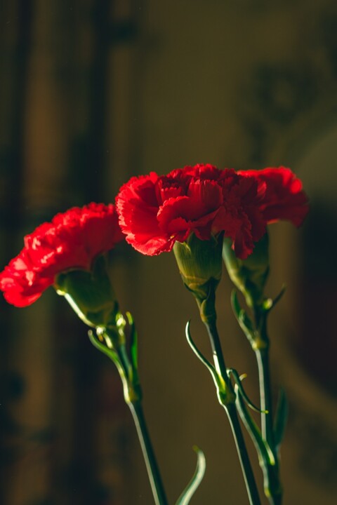 carnations-6292137_1280.jpg