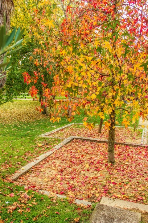 outono quinta das conchas 14.jpg