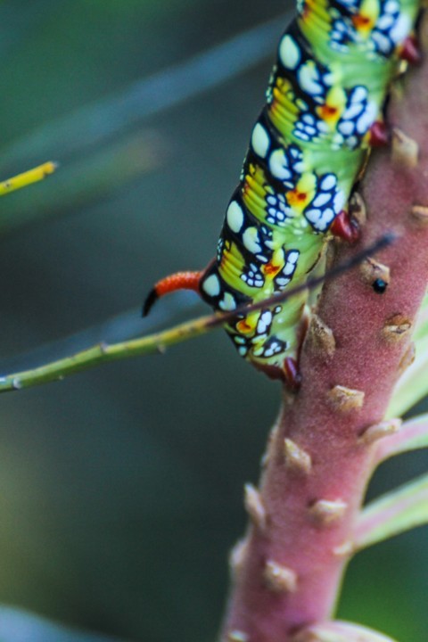 hyles euphorbiae 2.jpg