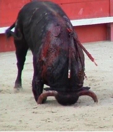 TOURO TORTURADO.jpeg