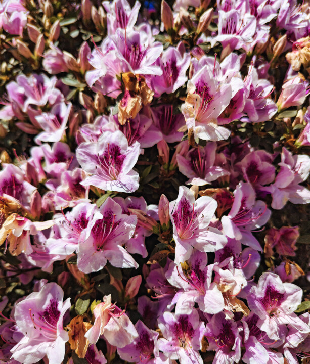 Flor de jardim na Plaina2.jpg