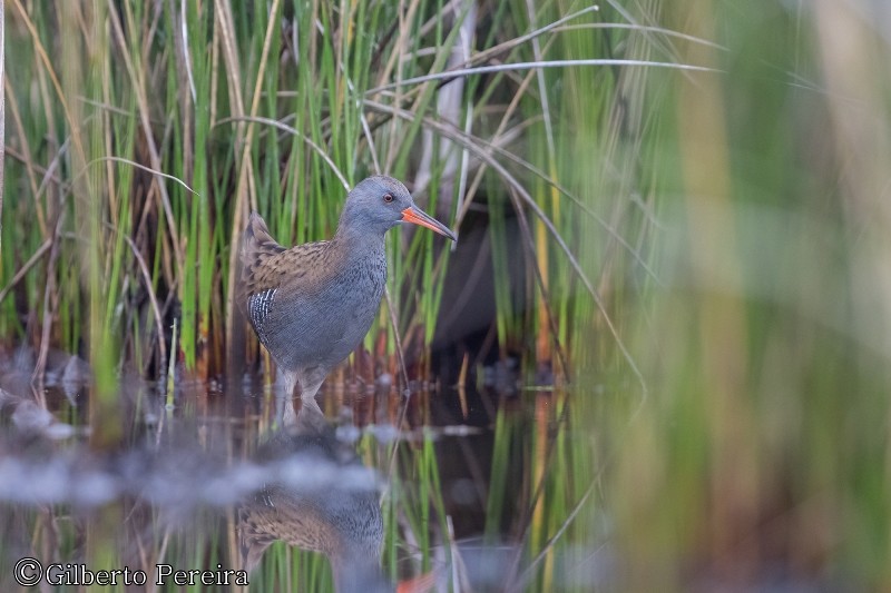 app bioregisto (1).jpg