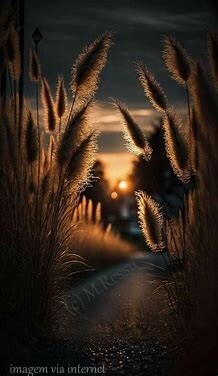 arvoredo com sol de fundo.jpg