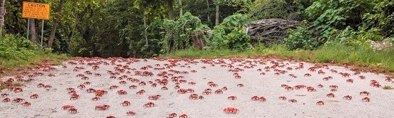 crabs-on-road-credit-wondrous-world-images-h-1920x
