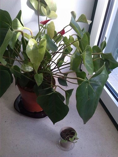 12570978_10208857845307830_517187861_n.jpg 12570978_10208857845307830_517187861_n.jpg