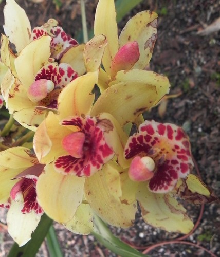 orquídea envelhecida orquídea envelhecida