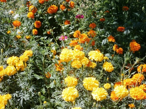 loriga, torroselo, seixo,etc. 029.jpg loriga, torroselo, seixo,etc. 029.jpg