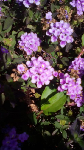 flor lilas.jpg flor lilas.jpg