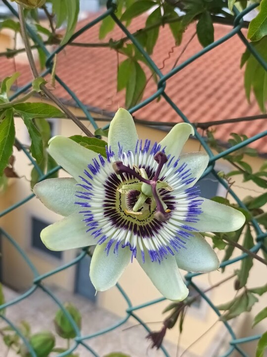 Não me canso disto flores1.jpg