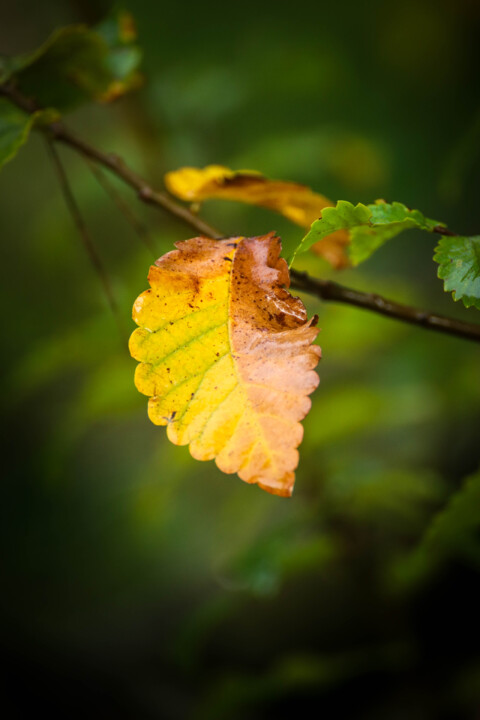 quinta das conchas 10.jpg