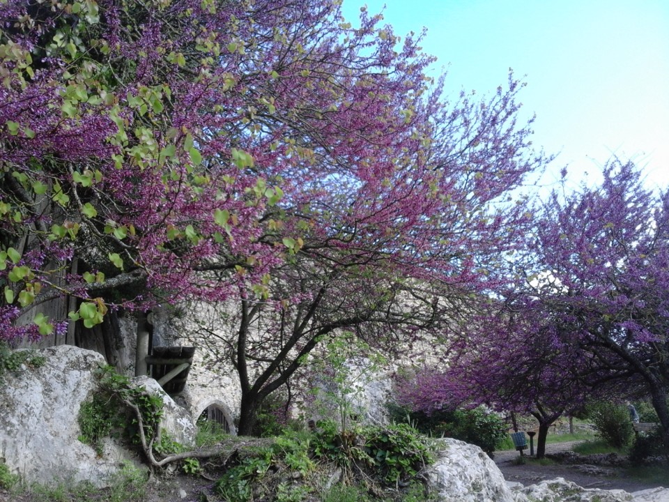 Árvore em Óbidos. Foto original. 2019. 04. jpg