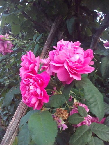 Rosa de Cheiro. Foto original. jpeg