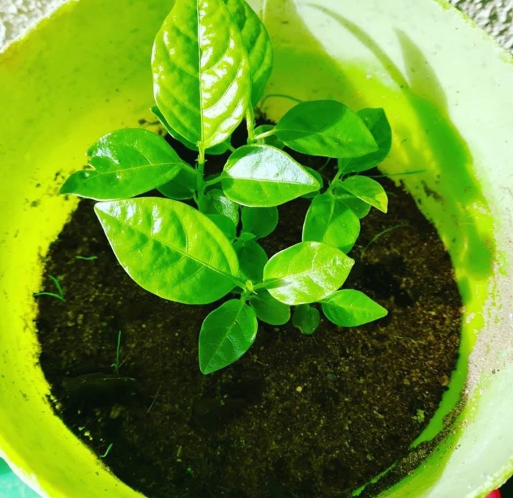 74243373_1512018228937933_7028467968472252416_o.jp